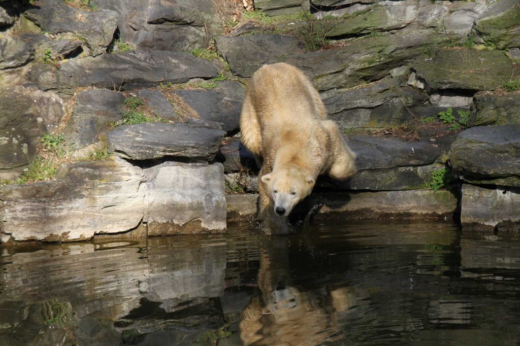 ... und zum Sprung ins Wassre angesetzt. Eisbr (Ursus maritimus) im Tierpark Berlin.