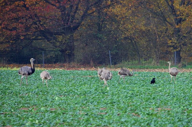 15 Nandus traf ich heute auf einem Feld bei Utecht (NWM). Darunter ein Hahn, vier Hennen und zehn Jungtiere; 03.11.2011