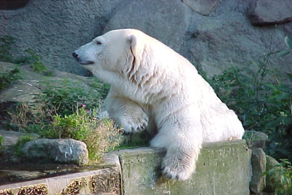 1981 gab es noch Eisbren im Zoo in Osnabrck. Inzwischen ist dieser
Brocken in den Zoo nach Gelsenkirchen umgezogen und der Osnabrcker
Zoo verfolgt andere Zuchtziele und Schwerpunkte.