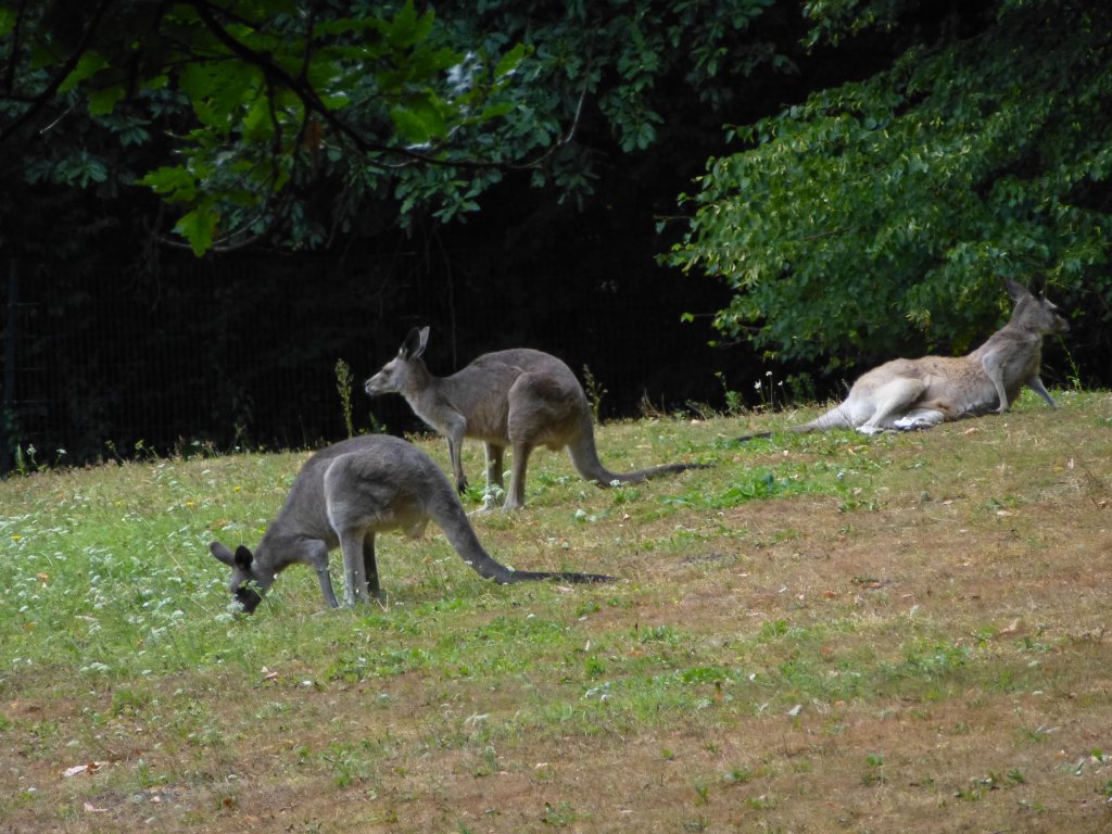 3 Kngurus liegen/laufen hier in ihrem Gehge im Nrnberger Tierpark am 29.07.2013.
