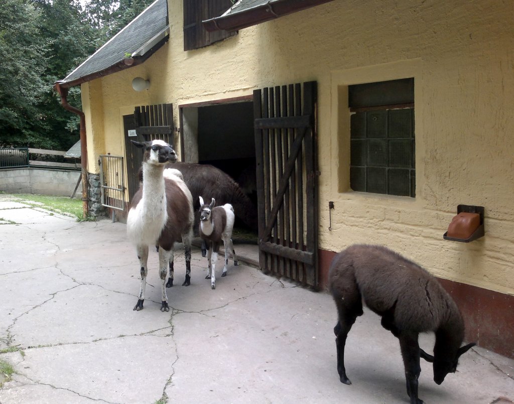 4 Lamas in Tierpark Gera