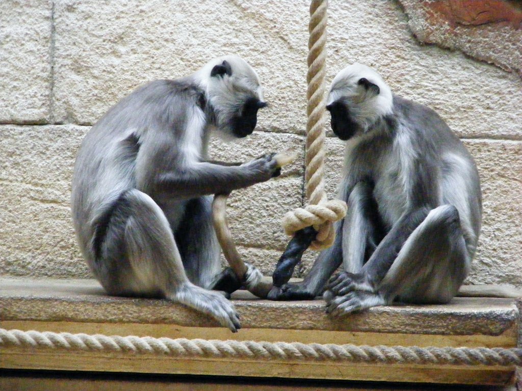 Affen in der Asienwelt des Gelsenkirchener Zoos am 2. Mai 2010.
Hulmans oder Hanuman-Languren, die ihren Namen von Hanuman, einem indischen Gott in Affengestalt haben, gehren zur Gruppe der Schlankaffen.
