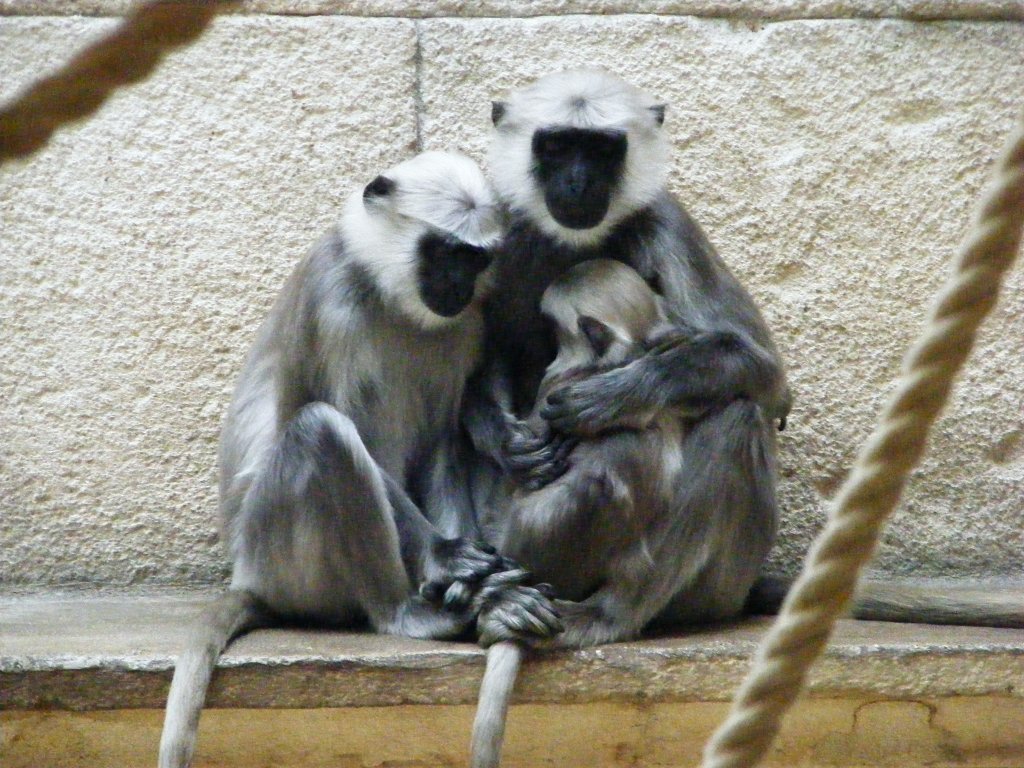 Affen in der Asienwelt des Gelsenkirchener Zoos am 2. Mai 2010.
Hulmans oder Hanuman-Languren, die ihren Namen von Hanuman, einem indischen Gott in Affengestalt haben, gehren zur Gruppe der Schlankaffen.