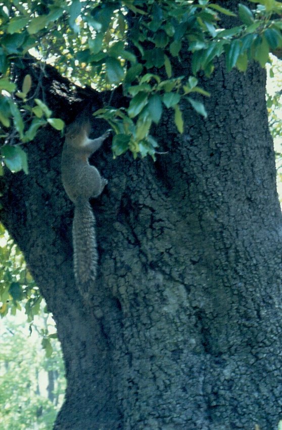 Als das Tier sich gestrt fhlt, flchtet es geschwind auf einen Baum. (Savannah / Georgia im April 1984)