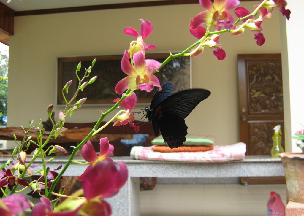 Am 26.09.2008 sitzt dieser Schmetterling auf einer Blte meiner Orchideen und trinkt.