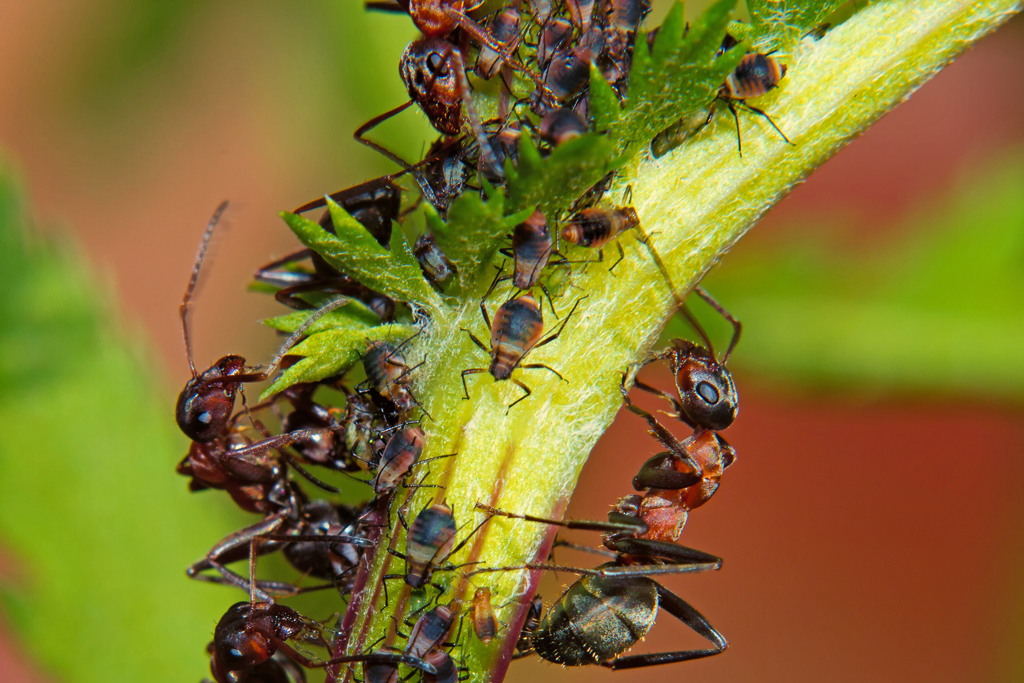 Ameisen beim  Melken  von Blattlusen. - Aug. 2012