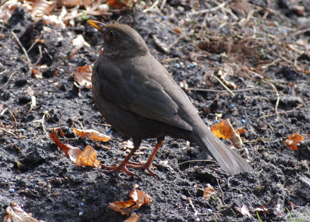 Amsel ♀ im Garten (DEUTSCHLAND Oldenburg, 23.04.2007) Tierfotos.eu