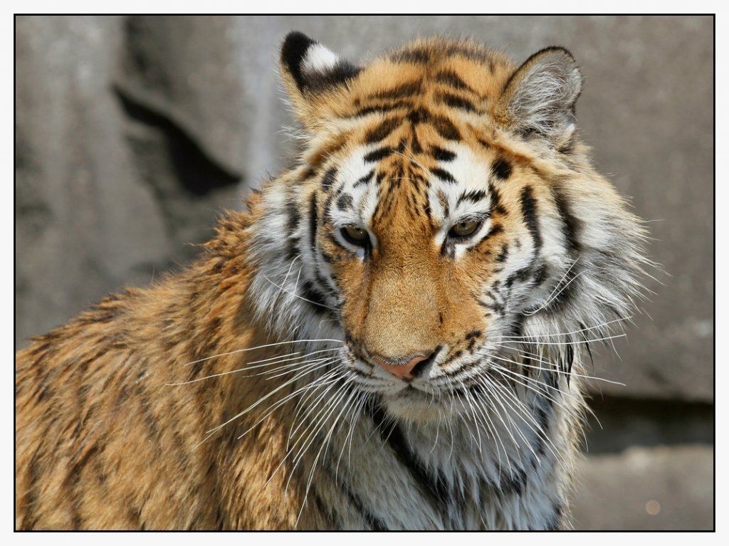 Amur-Tiger   