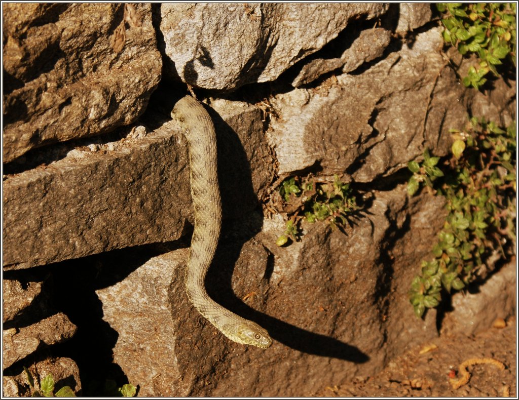 An der Uferpromande des Lago Maggiore schaute am Sonntagnachmittag eine Schlange aus der Mauer und sorgte bei den Spaziergngern fr Aufregung.
Ich vermute mal das es sich um eine Viper handelt.
(20.03.2011)