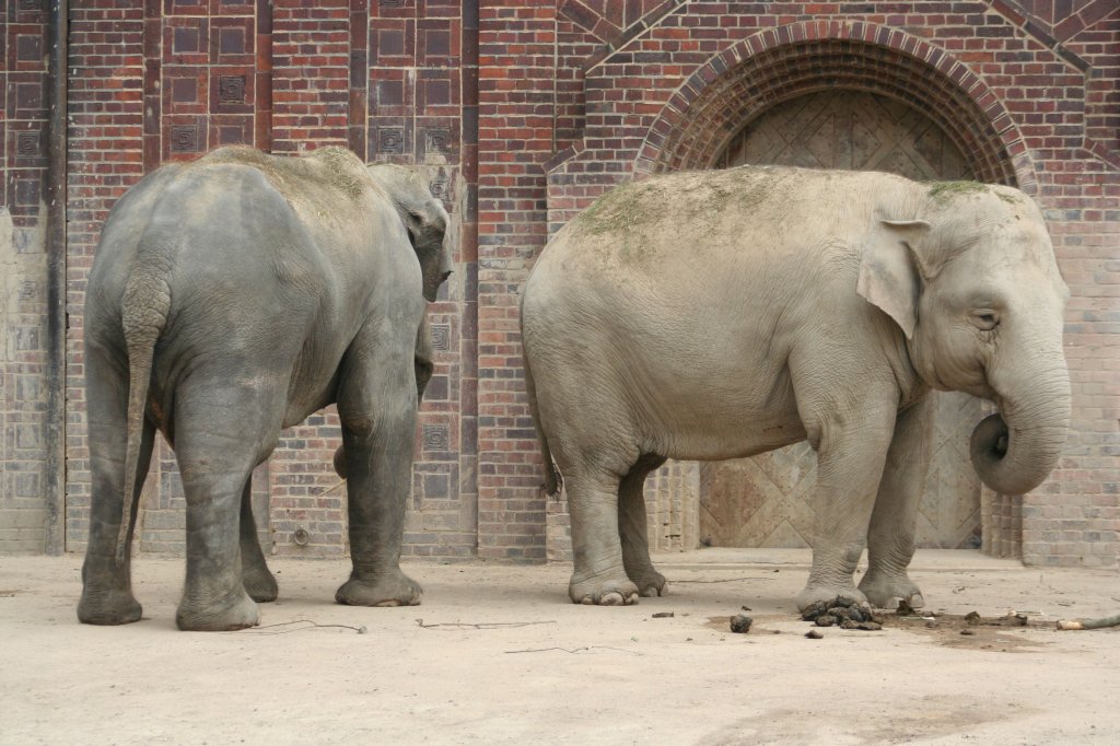 Asiatische Elefanten. Leipzig am 14.9.2008.
