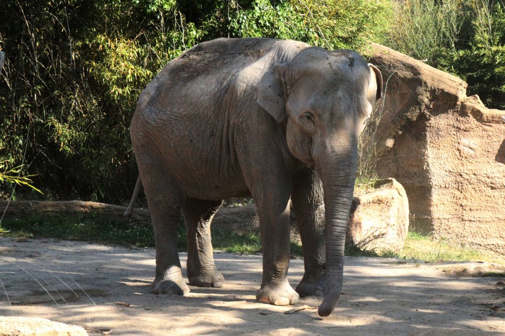Asiatischer Elefant am 26.6.2010 im Leipziger Zoo.