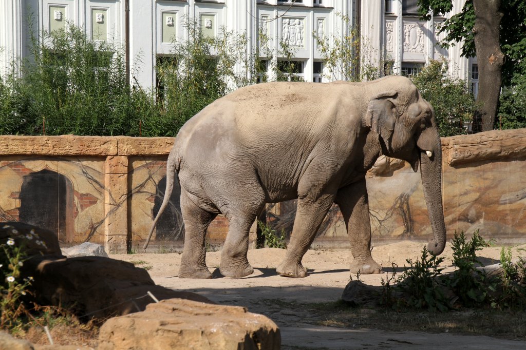 Asiatischer Elefantenbulle am 26.6.2010 im Leipziger Zoo.