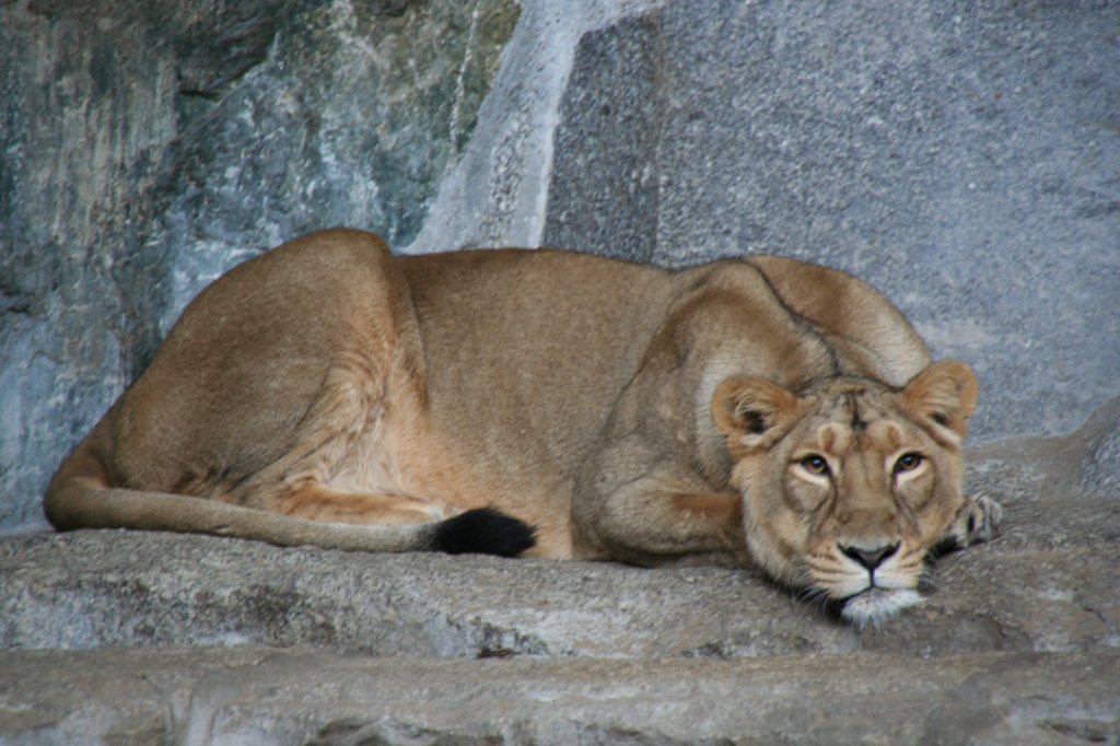 Asiatischer Lwe oder auch Indischer Lwe (Panthera leo goojratensis) am 13.12.2009 im Tierpark Berlin.