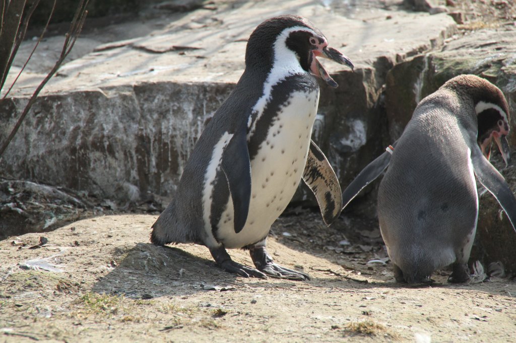 Auch der 2. Pinguin hat jetzt etwas zum Sagen. Zuhren Fehlanzeige! Humboldt-Pinguin (Spheniscus humboldti) am 11.3.2010 im Zoo Berlin.

