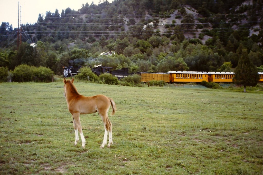 Auch Pferde finden die Eisenbahn interessant, wie hier am 11. Juni 1987 ein Folen in der Nhe Durangos (CO).