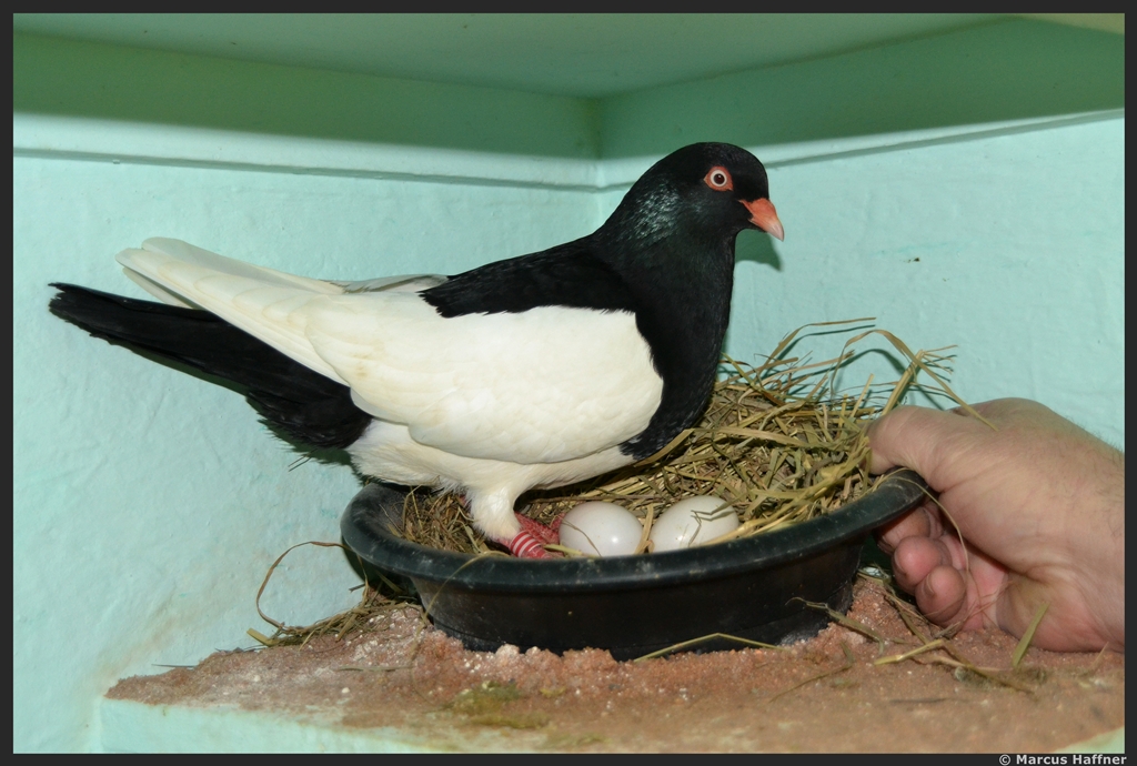 Auch im Taubenstall wirds bald Nachwuchs geben...
Eine Taube der Rasse Elsterpurzler (Farbenschlag schwarz/hellschnblig) brtet bereits zwei Eier aus.
Aufnahmedatum: 1. Februar 2013