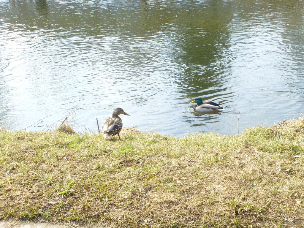 Auf diesem Bild sind 2 Enten in der schsichen Saale in Oberkotzau. Das Bild entstand am 23.03.13.