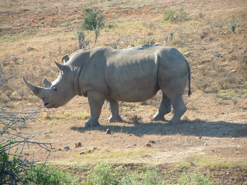 Auf Streifzuegen durch den Busch ist es absolut moeglich, einem Nashornbullen zu begegnen. Suedafrika.