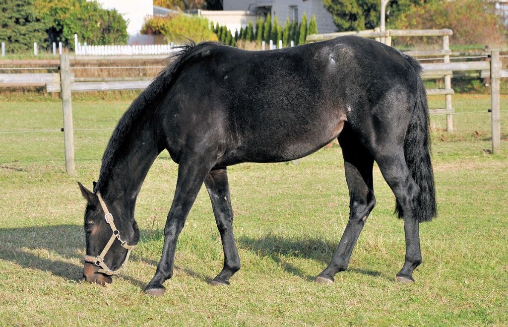 Auf der Weide, schwarzes Pferd mit kleineren Verletzungen bzw. Fell-/Hautproblemen - 31.10.2009 