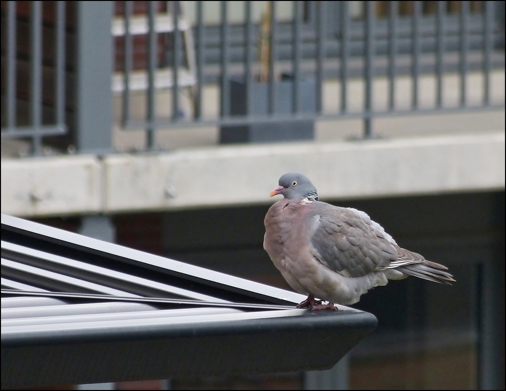 Aufgeplustert sitzt diese Taube fotogen auf einer Balustrade. 10.05.2013 (Hans)