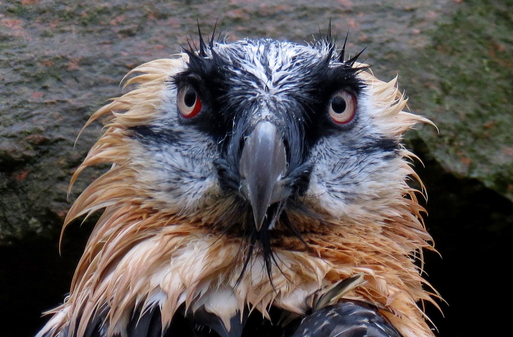 Bartgeier (Gypaetus barbatus) mit Jungtier im Tierpark Berlin Tier