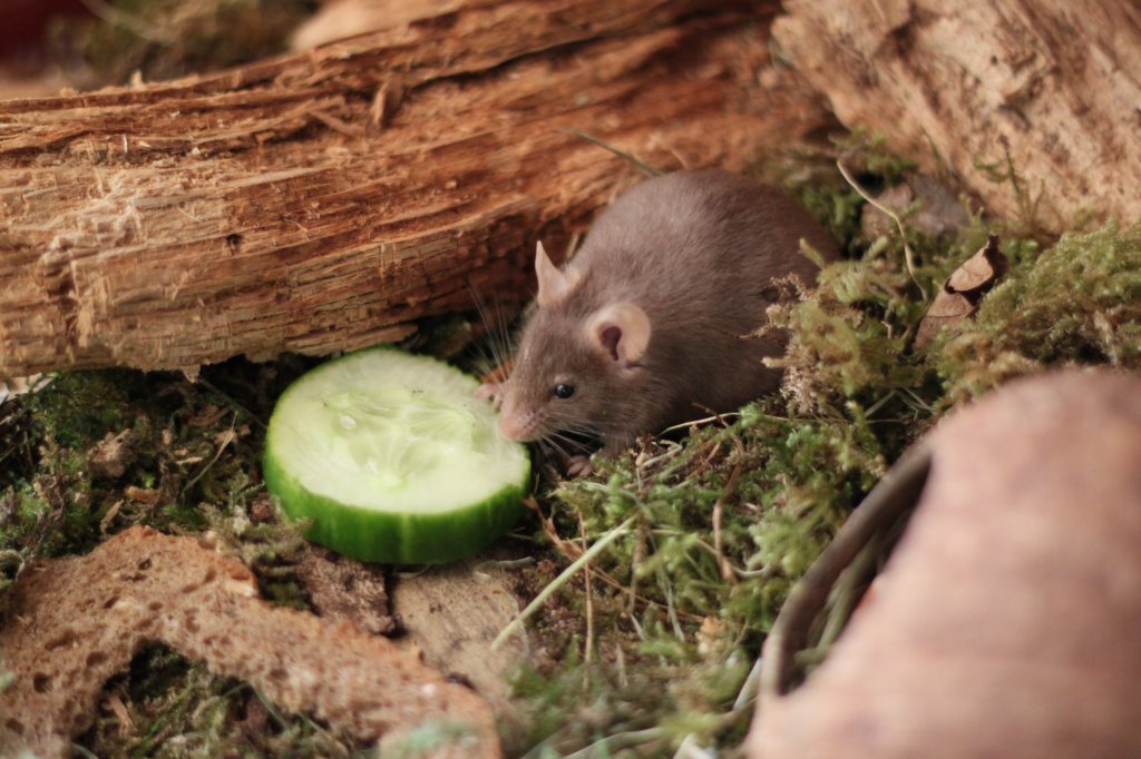 Bei uns zu Hause im Terrarium: Ein leckeres St�ck Gurke