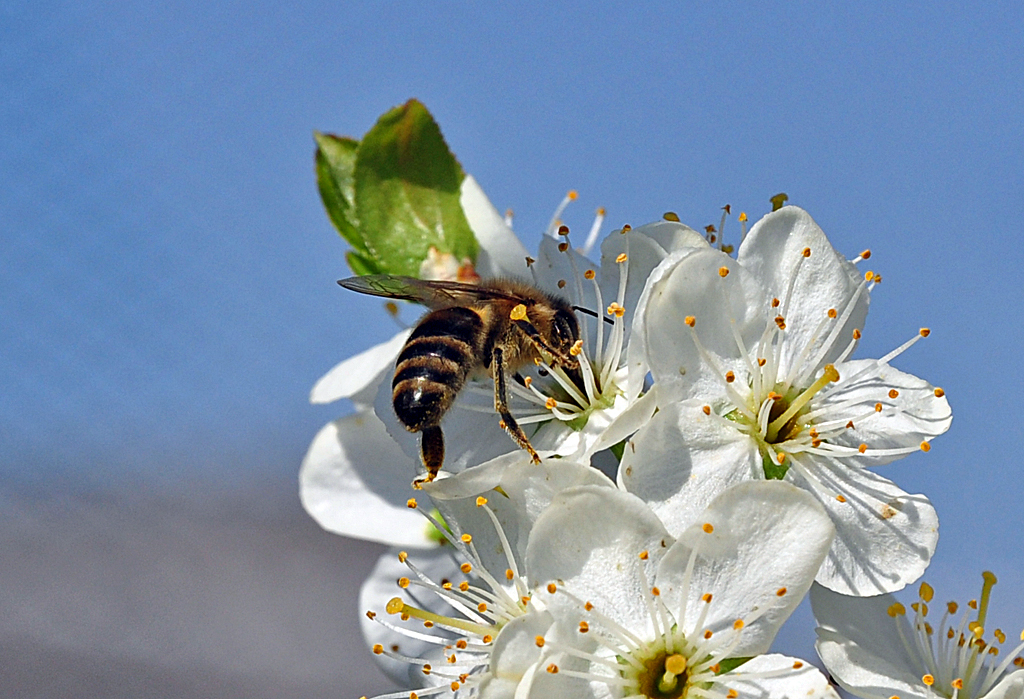 Biene auf Blte - Euskirchen 08.04.2012
