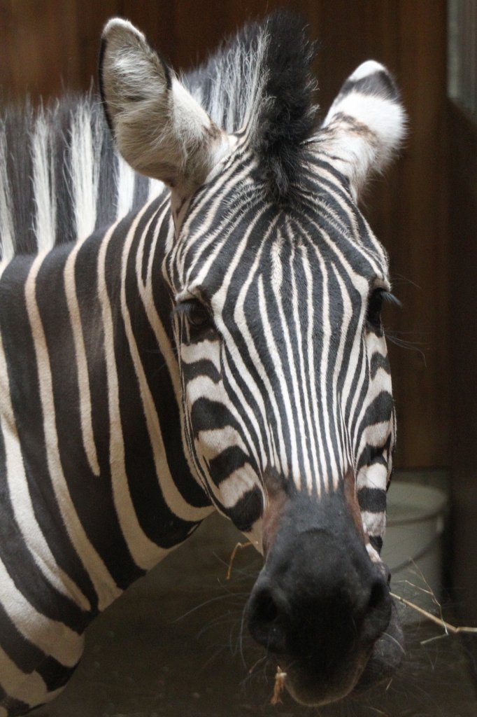 Bhm- oder Grant-Zebra (Equus quagga boehmi) am 19.3.2010 im Zoo Basel.