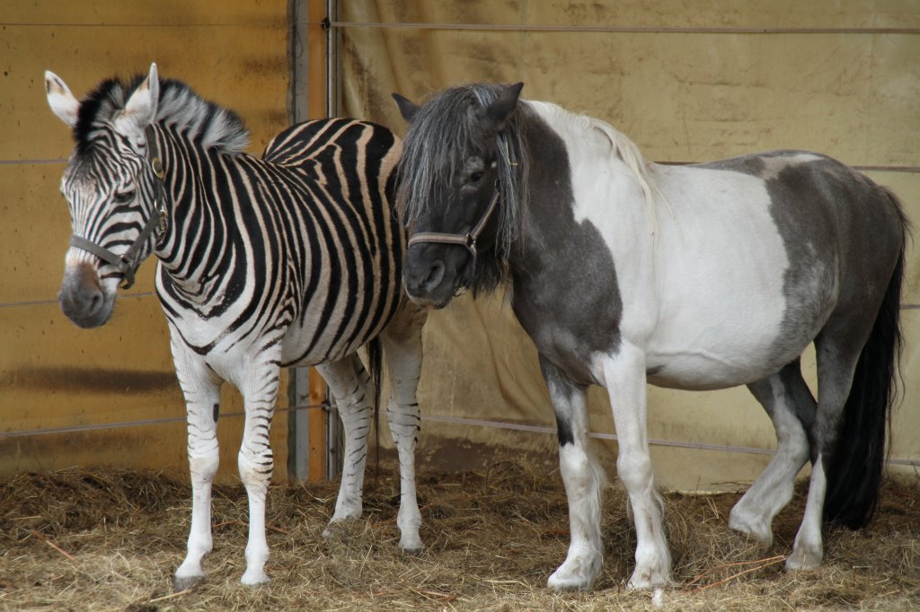 Bhmzebra (Equus quagga boehmi) am 2.5.2010 im Freizeitpark Memleben. Dieses Zebra hat Gesellschaft von einem Pony, damit es nicht so einsam ist.