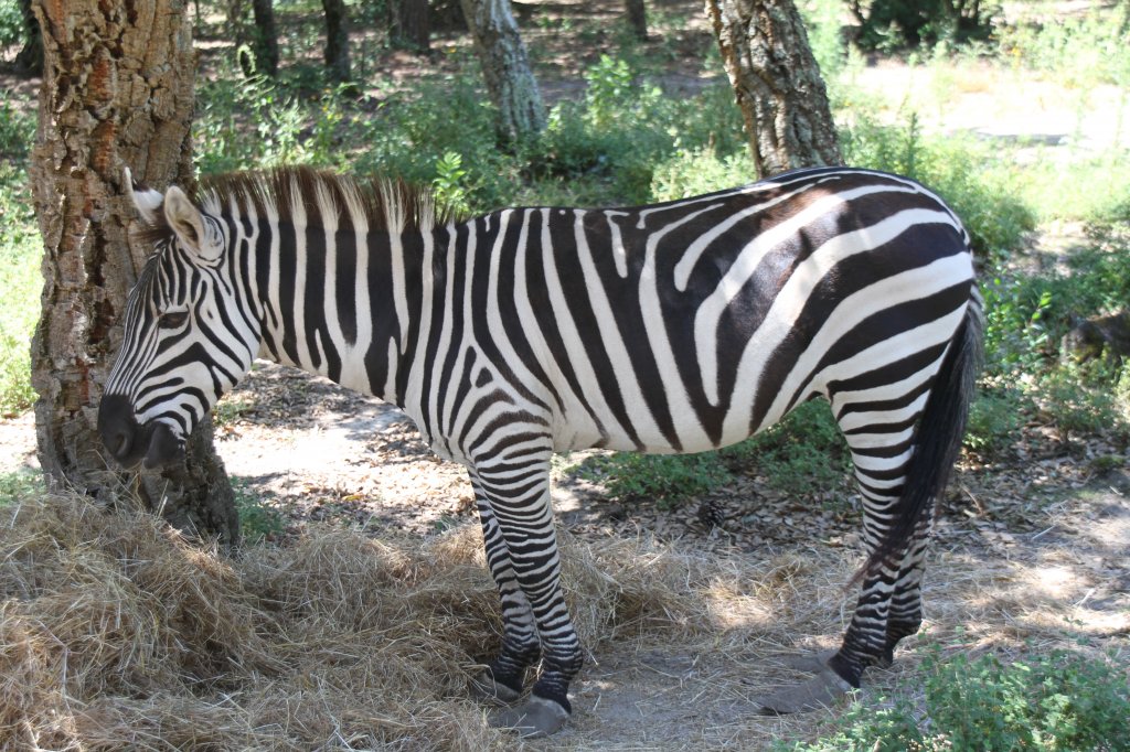 Bhmzebras (Equus quagga boehmi) am 16.6.2010 bei Montemor-o-Velho (Europaradise Parque Zoolgico).