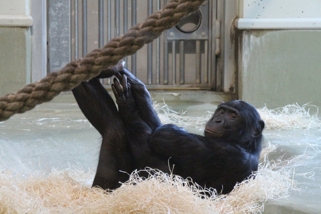 Bonobo (Pan paniscus) am 25.2.2010 im Zoo Berlin.
