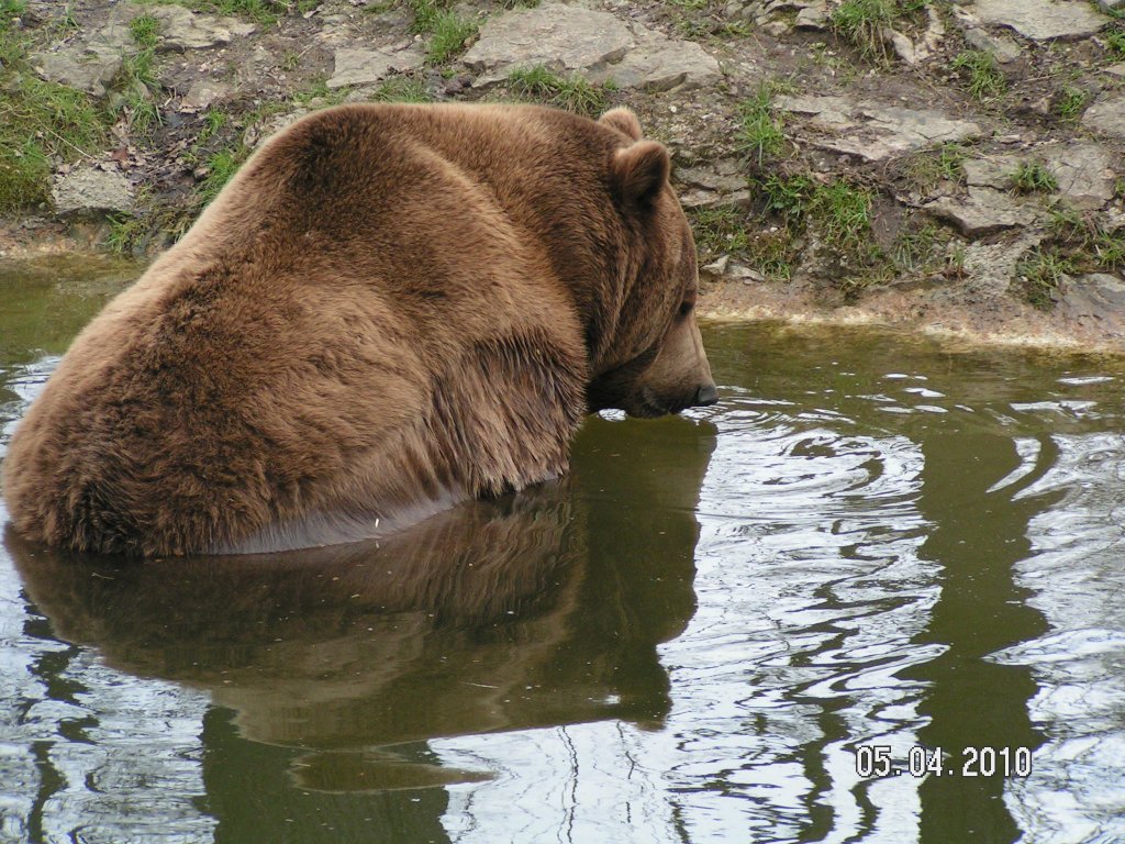 Braunb�r im Wisentgehege bei Springe.  