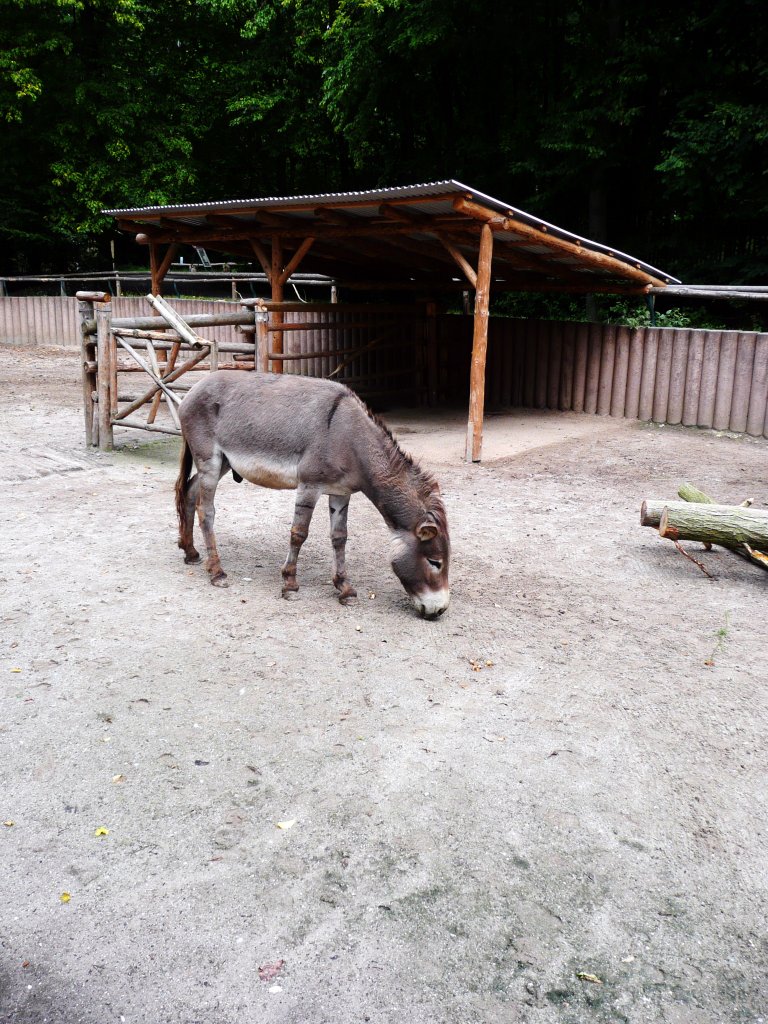Brauner Esel. Tierpark Gera