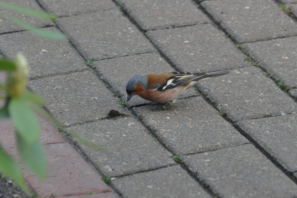 Buchfink im Garten (Rheine-Mesum, 10.05.2011)  