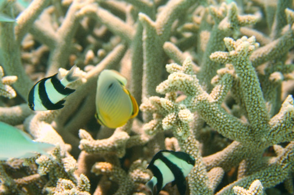 Buntes Treiben von Dreibinden-Preuenfischen (Dascyllus aruanus) und einem Indischen Rippen-Falterfisch (Chaetodon trifasciatus) in einer kleinen Koralle am Strand.Malediven, Ari-Atoll am 11.11.2007. 
