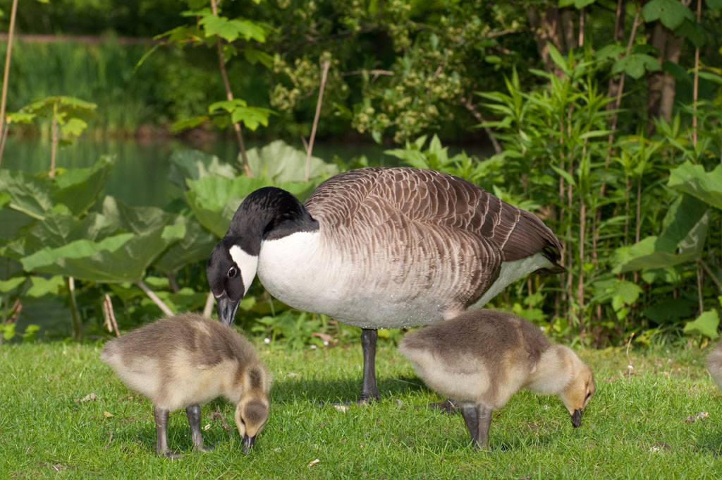 Canada-Gans mit K�ken. Gesehen in Bad Sassendorf/NRW 