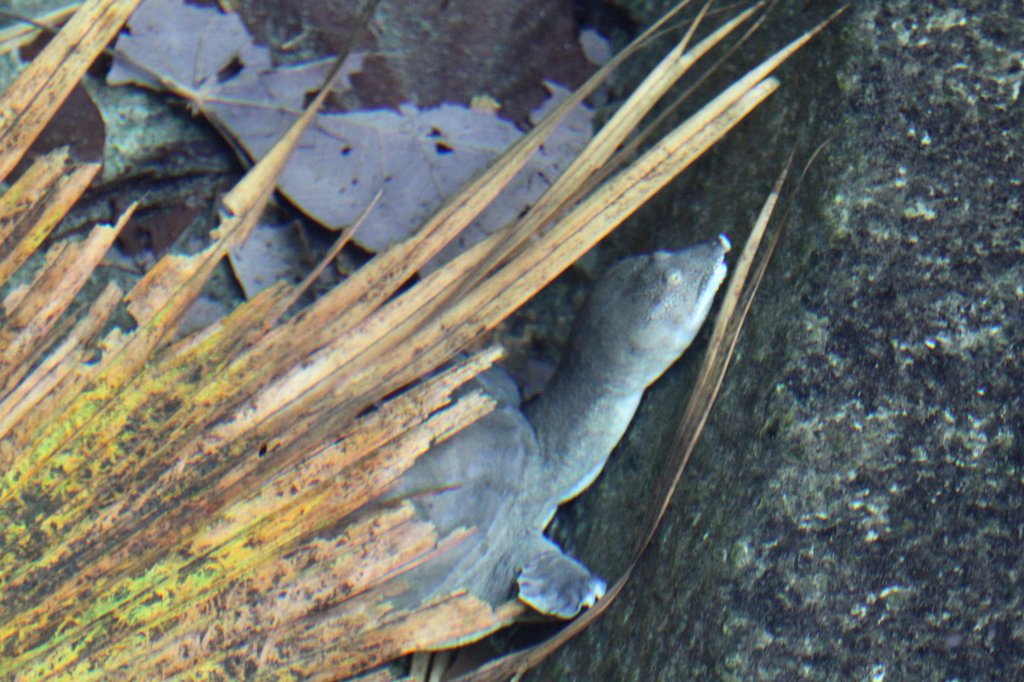Chinesische Weichschildkrte (Pelodiscus sinensis) am 25.9.2010 im Toronto Zoo.