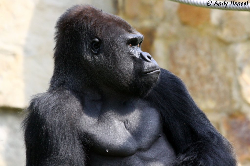 Cooler Typ! Westlicher Flachlandgorilla  
