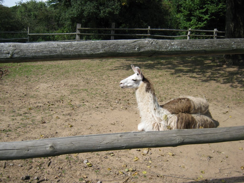 Das Foto zeigt ein Lama. Aufgenommen wurde das Bild beim Tag der offenen Tr im Saarbrcker Zoo am 12.09.2010.