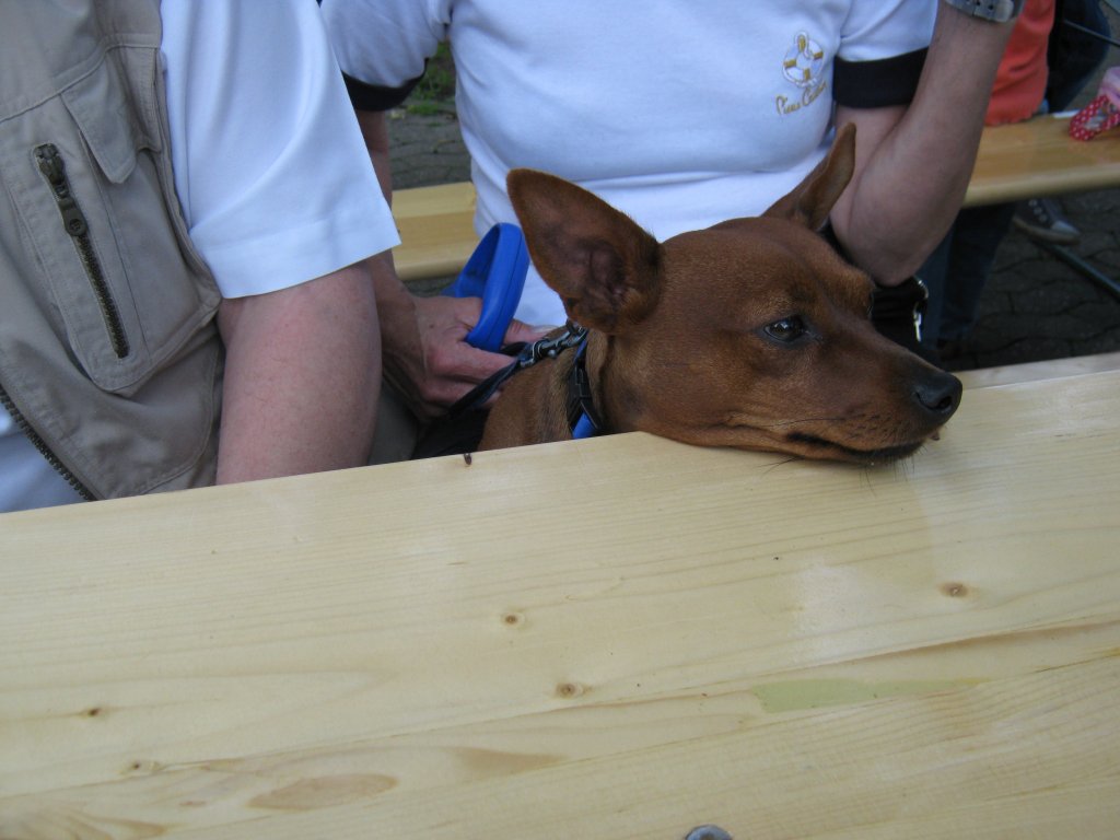 Das Foto zeigt den Hund eines Freundes von mir. Aufgenommen habe ich das Foto am Tag der offenen Tr im Saarbrcker Zoo.