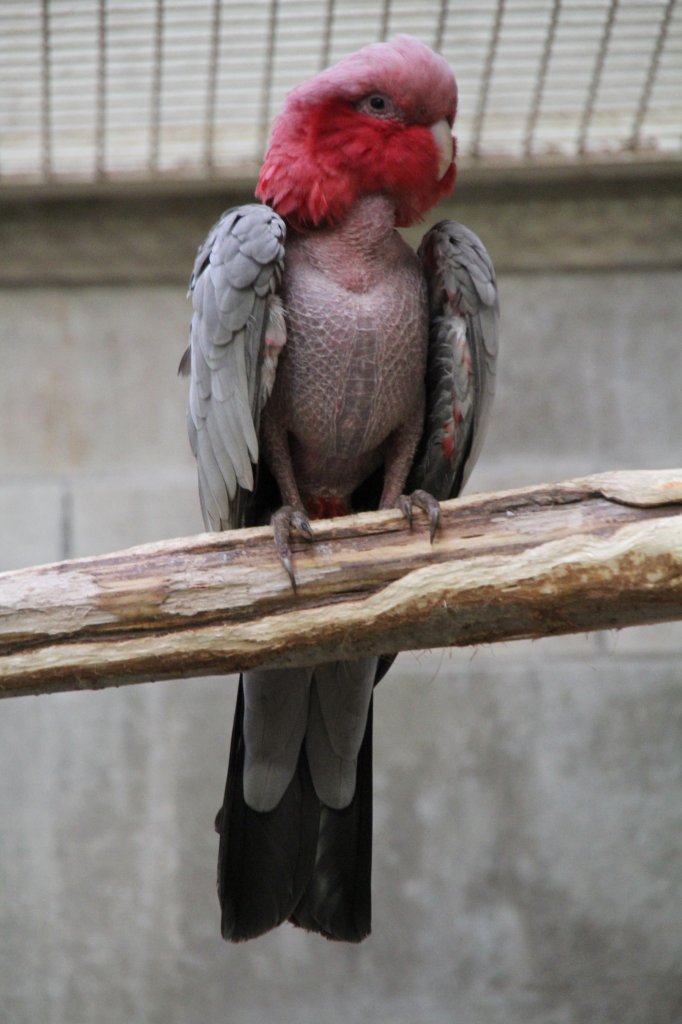 Das  gerupfte Huhn  ist ein Rosakakadu (Eolophus roseicapilla) in der Mauser. Zoo Berlin am 11.3.2010.