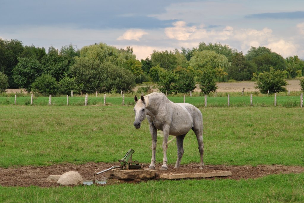 Das grauhe Pferd berlegt ob was saufen soll?. Aufnahme von 16.08.2010.