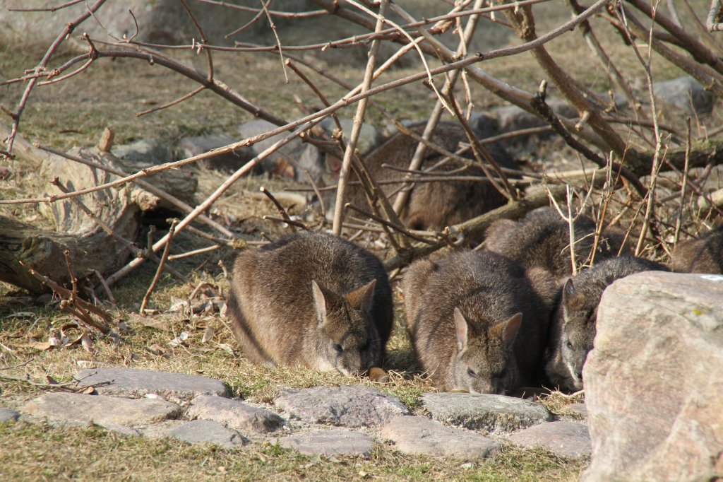 Das Parmawallaby oder Parmaknguru (Macropus parma) ist eine hasengroe Knguruarten. Zoo Berlin am 11.3.2010.