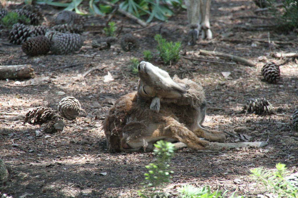 Dem kleinen scheint es mchtig zu jucken. Europischer Mufflon (Ovis orientalis musimon) beim Fellwechsel am 16.6.2010 bei Montemor-o-Velho (Europaradise Parque Zoolgico).