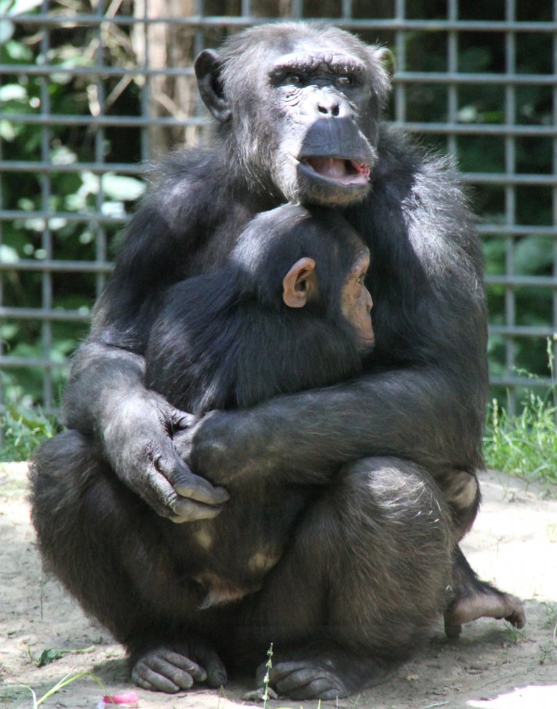 Den anderen Schimpansen misstrauend, wird der Nachwuchs bewacht. Leintalzoo am 22.6.2010. 
