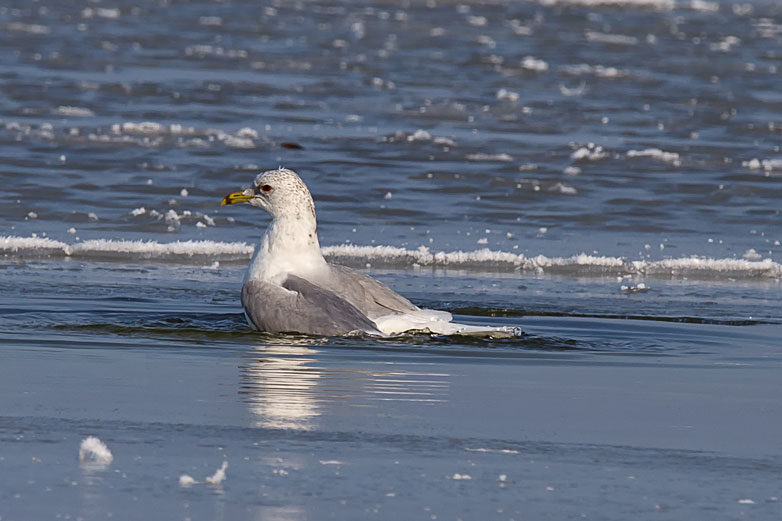 Der Eisbader - 03.03.2011  