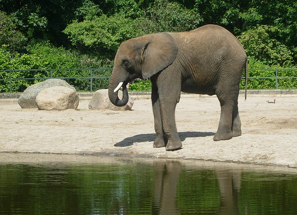 Der Elefant - Tierpark Berlin 