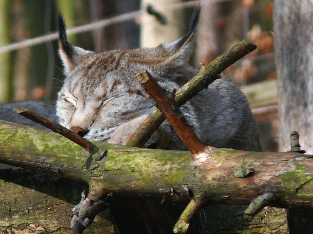 Der Luchs (Lynx) im Luchsgehege in Ostrau (Schsische Schweiz) bei seinem - vorgetuschten? - Mittagsschlaf; 04.03.2011
