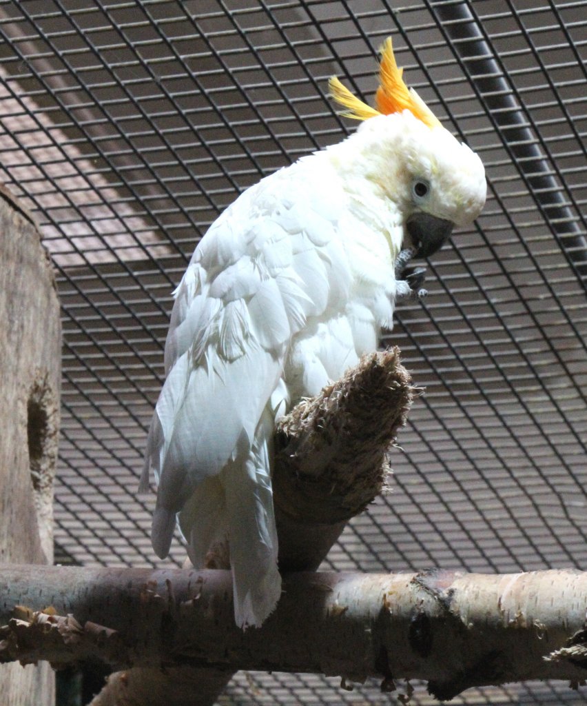 Der Orangehaubenkakadu (Cacatua sulphurea citrinocristata) ist eine Unterart des Gelbwangenkakadus, die auf den kleinen Sundainseln vorkommt. Zoo Berlin am 25.2.2010.