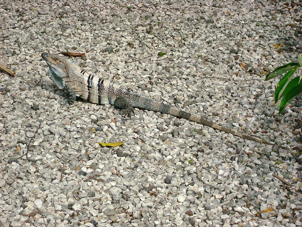 Der stattliche, etwa 60 cm lange Leguan  duldet  uns in seinem Revier. An der Pazifikkste in Costa Rica, 06. Jan. 2010, 14:10